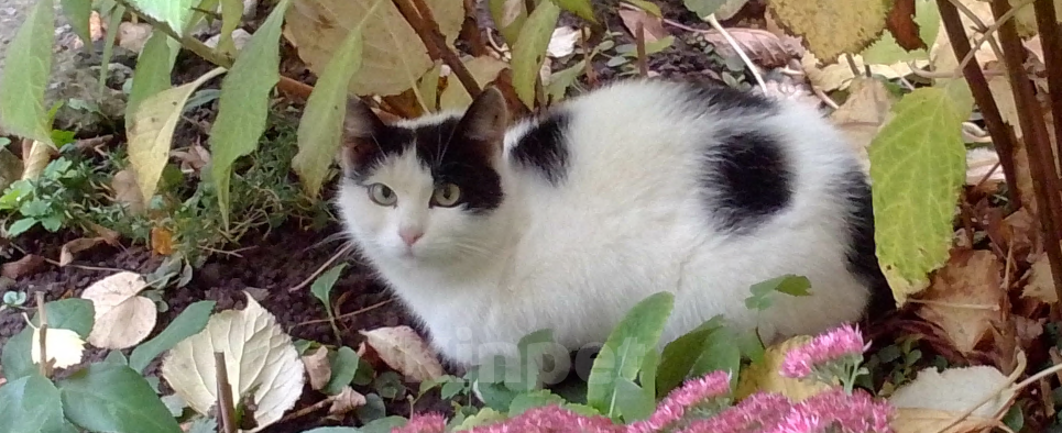 Кошки в Нижнем Новгороде: Пропала белая с черными пятнами кошечка Девочка, Бесплатно - фото 1