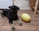 Собаки в Москве: Ласковый щенок Барон в дар Мальчик, Бесплатно - фото 3