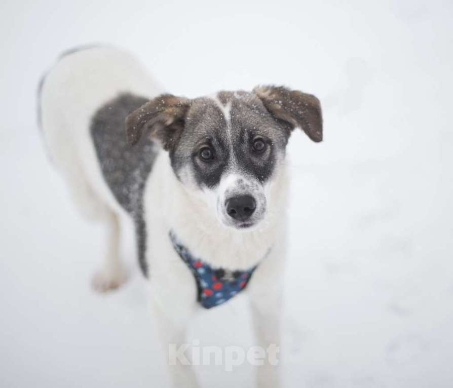 Собаки в Москве: Сироп Мальчик, Бесплатно - фото 4