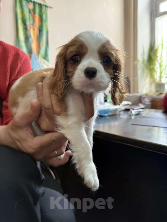 Собаки в других городах Самарской области: Щенки Кавалер Кинг Чарльз спаниель Мальчик, 100 000 руб. - фото 3