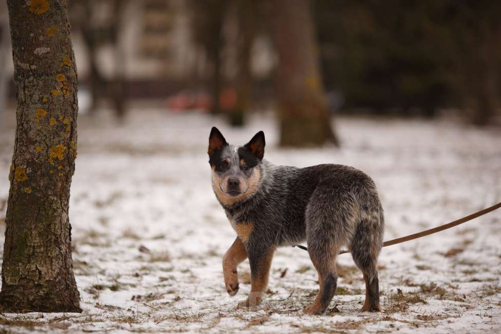 Собаки в Москве: Австралийский хилер  Девочка, 50 000 руб. - фото 4