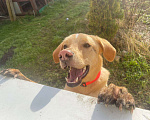 Собаки в Электростали: Помесь лабрадора и гончей  Мальчик, Бесплатно - фото 7