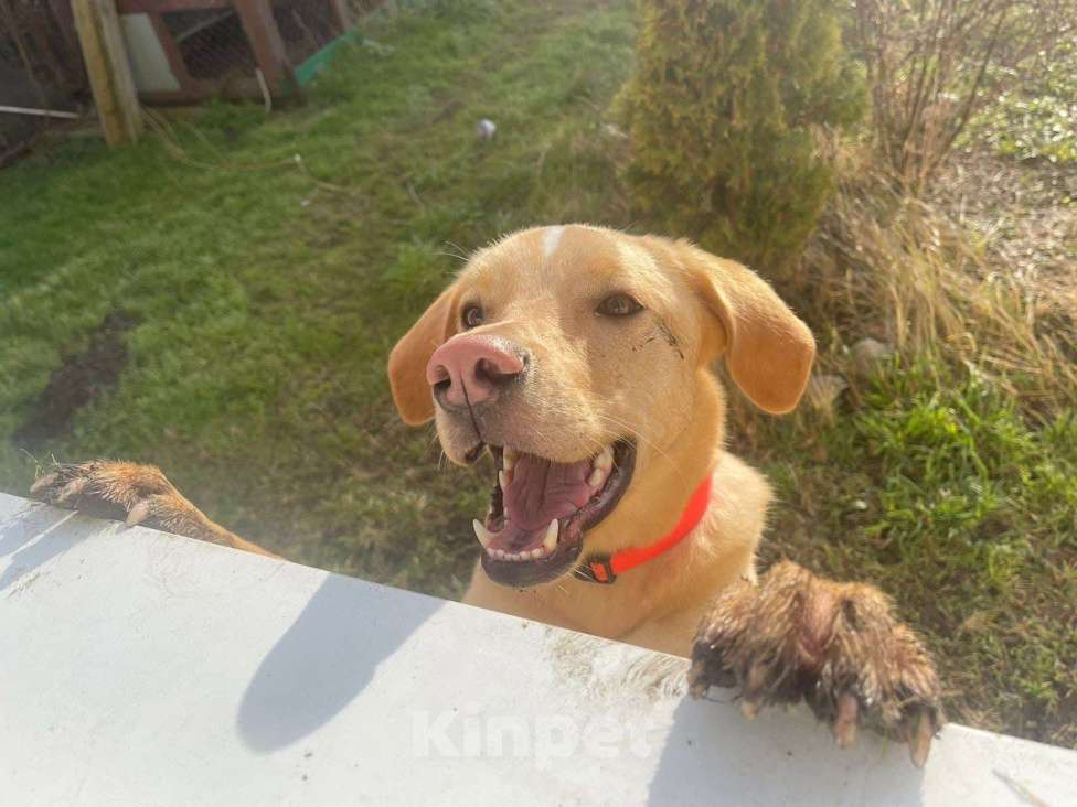 Собаки в Электростали: Помесь лабрадора и гончей  Мальчик, Бесплатно - фото 7