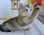 Кошки в Хабаровске: Британский котик с синими глазами Мальчик, 50 000 руб. - фото 4