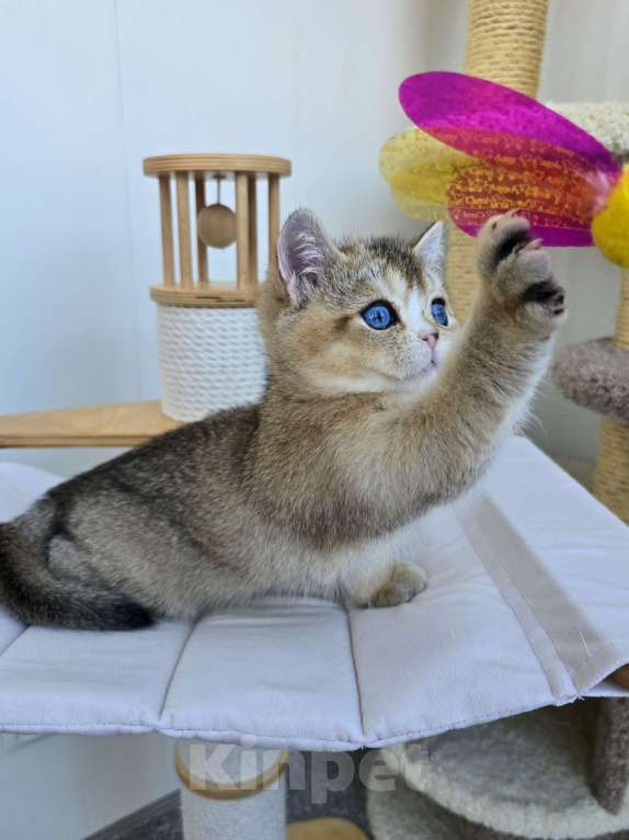 Кошки в Хабаровске: Британский котик с синими глазами Мальчик, 50 000 руб. - фото 4