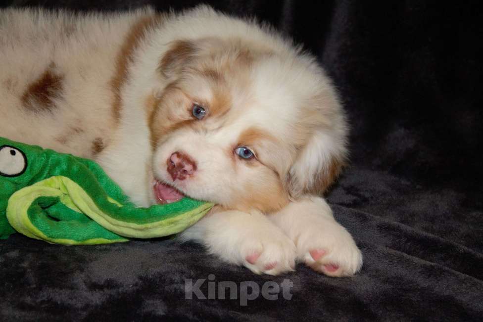 Собаки в других городах Московской области: Австралийская овчарка (аусси) Мальчик, 80 000 руб. - фото 1