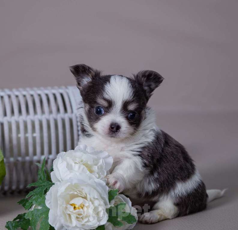 Собаки в Богдане: Щенки чихуахуа  Девочка, 35 000 руб. - фото 6
