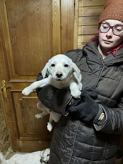 Объявление: Очаровательные щенки ищут дом!, Бесплатно, Другие города Московской области