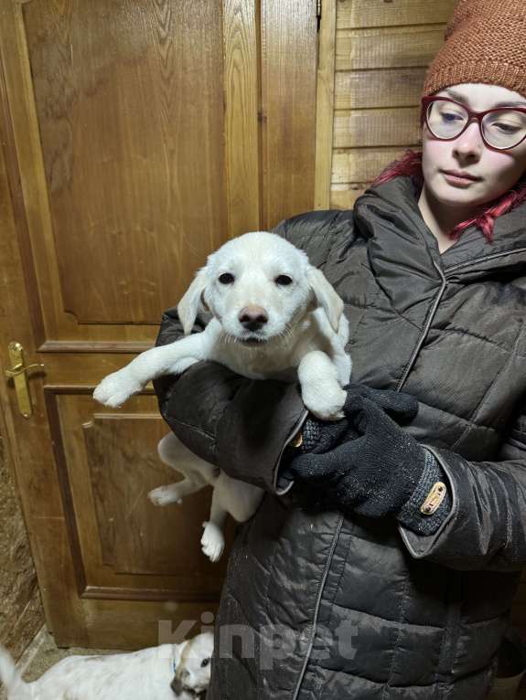 Собаки в других городах Московской области: Очаровательные щенки ищут дом! Девочка, Бесплатно - фото 1