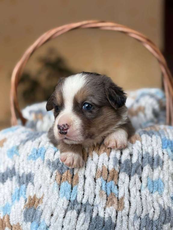 Собаки в Тольятти: Щенки Вельш корги кардиган  Мальчик, 60 000 руб. - фото 1