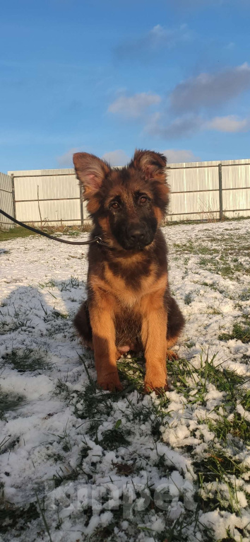 Собаки в Коломне: Продам щенка немецкой овчарки д ш. Девочки Девочка, 50 000 руб. - фото 8