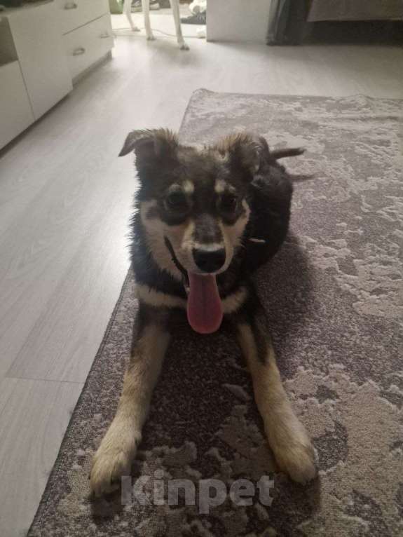 Собаки в Лосином-Петровском: Даная якутенок в добрые руки Девочка, Бесплатно - фото 8