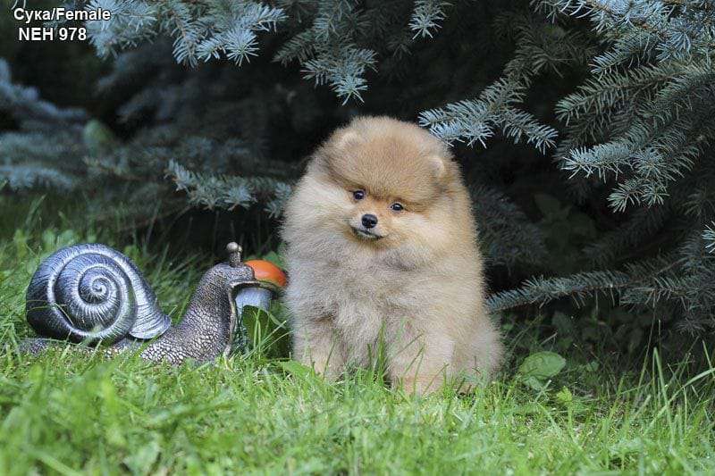 Собаки в Кемерово: Щенок Немецкого Шпица  Девочка, 60 000 руб. - фото 2