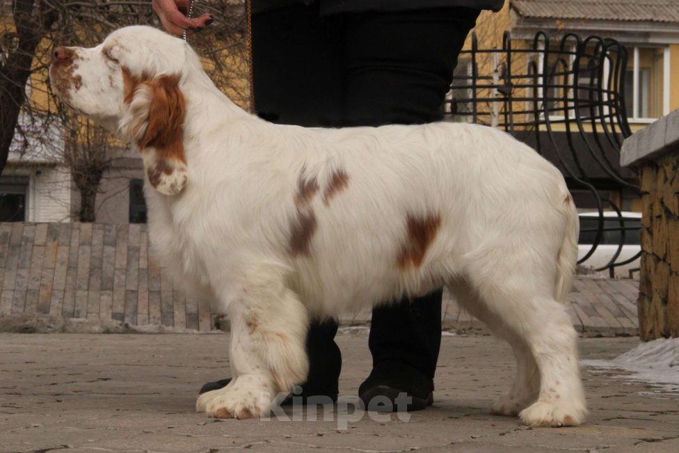 Собаки в Чите: щенки кламбер-спаниеля Разнополые, 75 000 руб. - фото 2