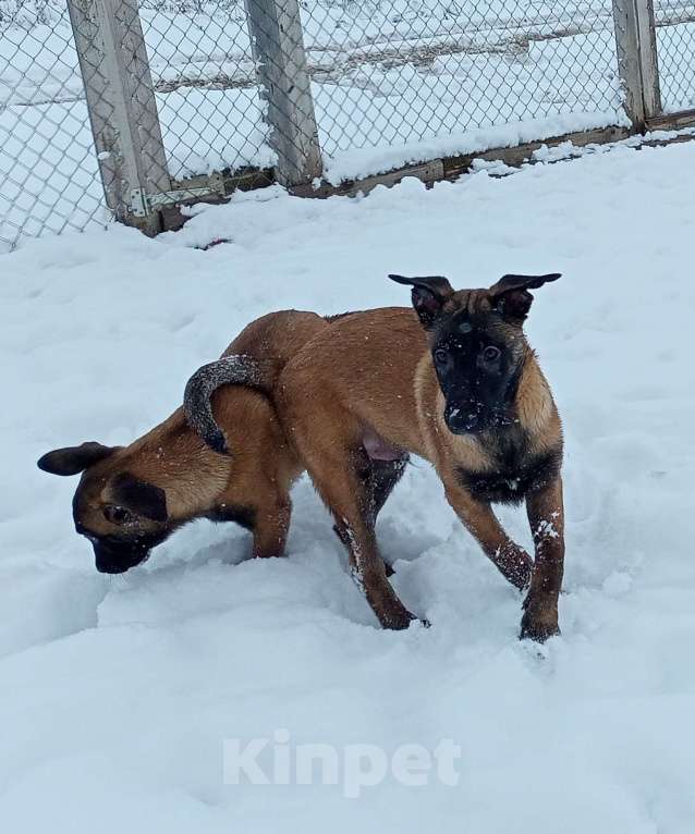 Собаки в Пятигорске: Бельгийская овчарка Малинуа Разнополые, 20 000 руб. - фото 7