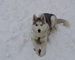 Собаки в Челябинске: Кобель Сибирский хаски на вязку Мальчик, 1 руб. - фото 3