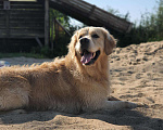 Собаки в Севастополе: Кобель голден ретривер вязка Мальчик, 20 000 руб. - фото 2