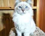 Кошки в Лермонтове: Котята няшки Мальчик, 20 000 руб. - фото 6