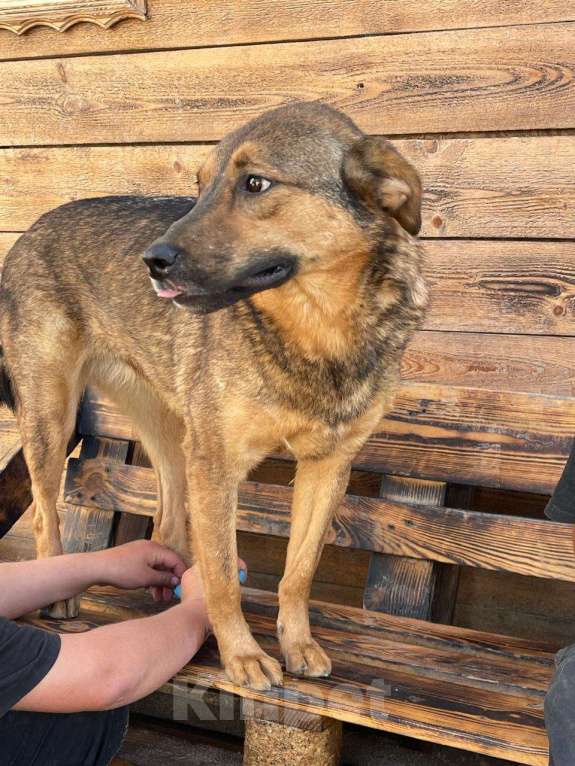 Собаки в Владимире: Девочка в добрые руки Девочка, Бесплатно - фото 5