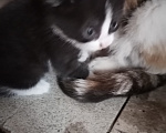 Кошки в Рассказово: Котята в добрые руки Мальчик, Бесплатно - фото 1