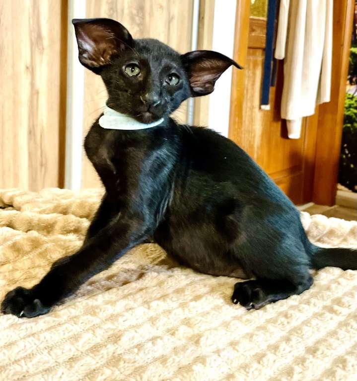 Кошки в Перми: Ориентальный котенок Мальчик, 100 000 руб. - фото 2