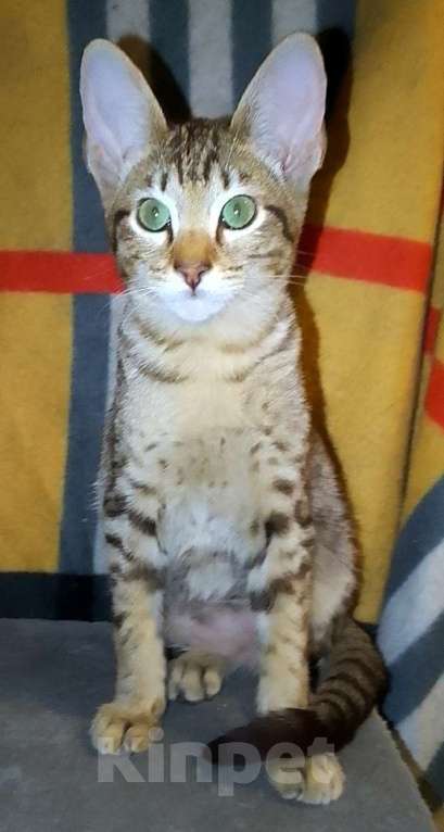 Кошки в Москве: Ориентальные котята  Девочка, 15 000 руб. - фото 8