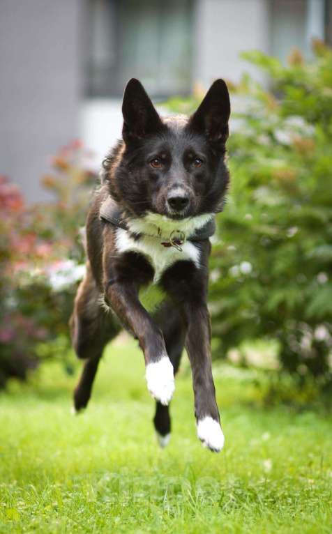 Собаки в Москве: Представляем вашему вниманию очаровательную и задорную Буню Девочка, 1 руб. - фото 2