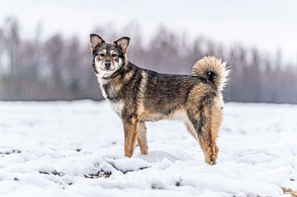 Собаки в Клине: Хэппи — милашка, излучающая свет Девочка, Бесплатно - фото 3