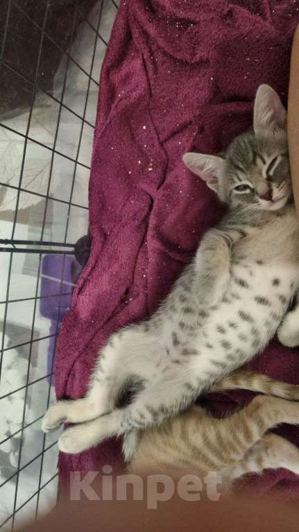 Кошки в Санкт-Петербурге: Красивый котенок дымчатый серый 2 месяца Мальчик, Бесплатно - фото 7