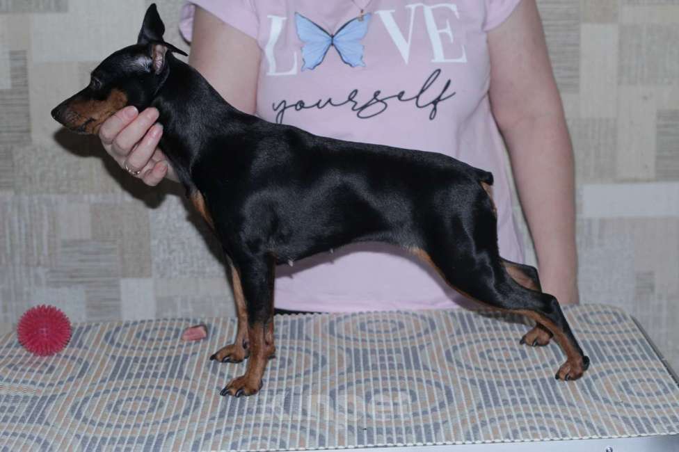 Собаки в Ореховом-Зуево: Щенки цвергпинчера Мальчик, 50 000 руб. - фото 2