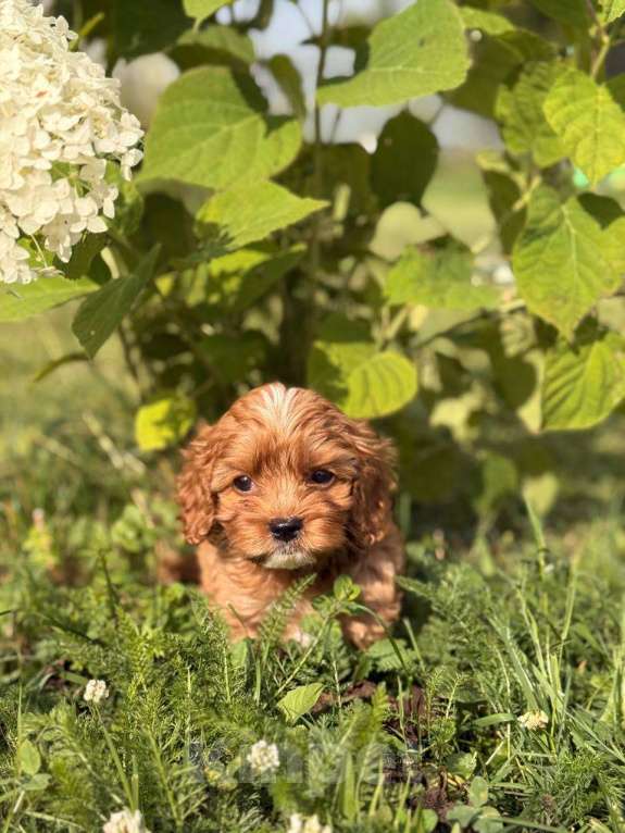 Собаки в Москве: Кавапу щенок девочка Девочка, Бесплатно - фото 3