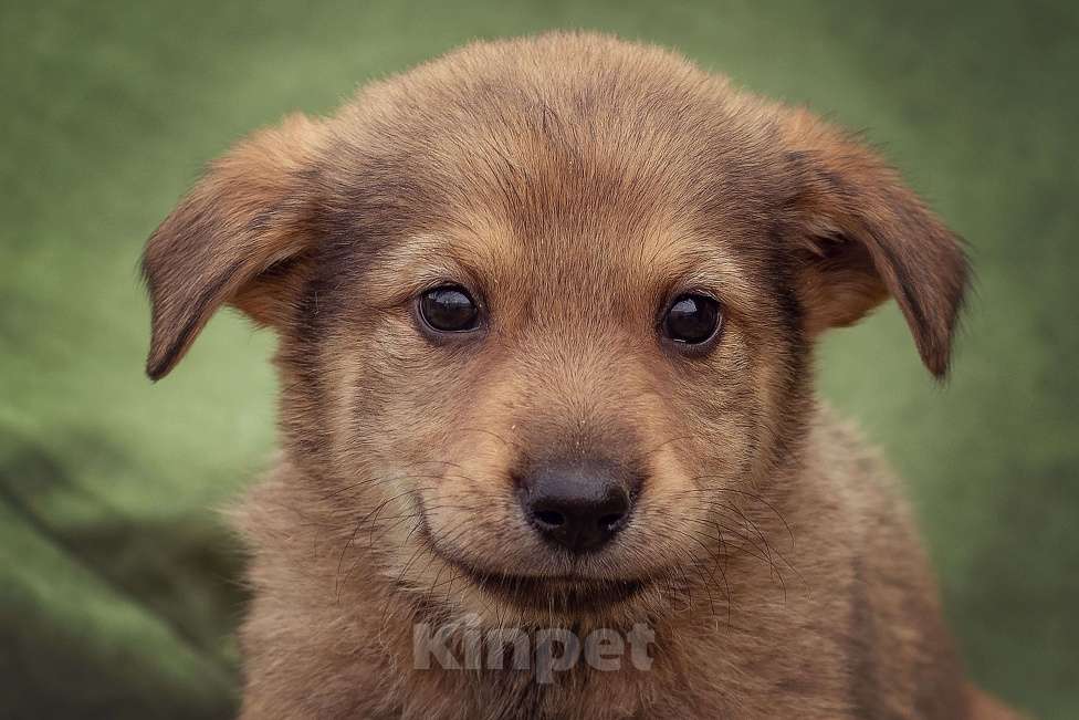 Собаки в Москве: щенок Верба ищет семью Девочка, Бесплатно - фото 1