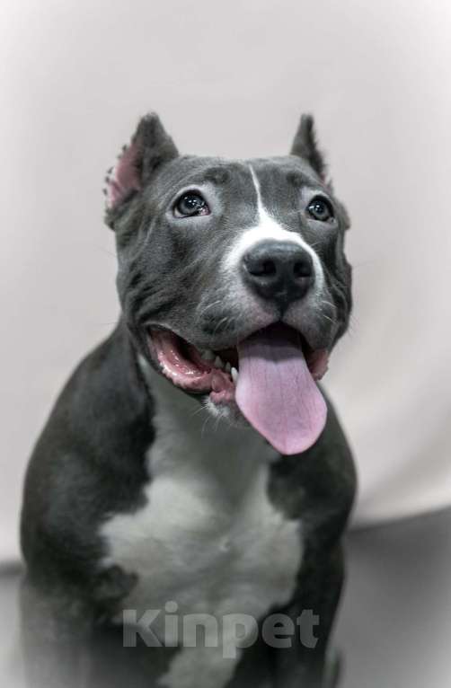 Собаки в Мурманске: Американский булли Девочка, 90 000 руб. - фото 4