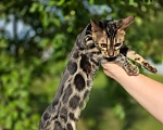 Кошки в Нижнем Новгороде: Бенгальский котенок Девочка, 35 000 руб. - фото 1