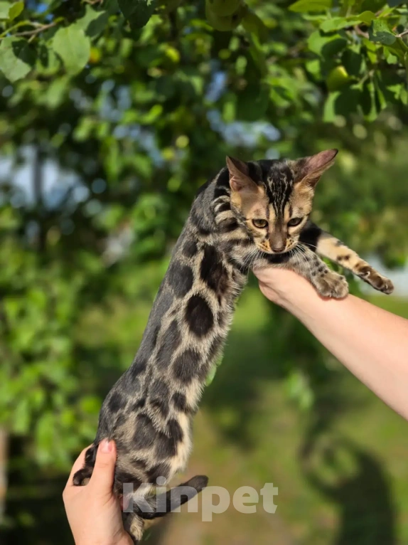 Кошки в Нижнем Новгороде: Бенгальский котенок Девочка, 35 000 руб. - фото 1