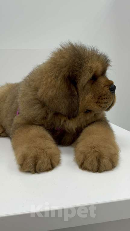 Собаки в Москве: Девочка Голубая лента  Девочка, 350 руб. - фото 4