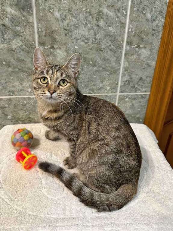 Кошки в Москве: Очаровательная кошечка-подросток Аглая ищет дом Девочка, 10 руб. - фото 5