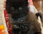 Кошки в Москве: Мейн-кун  черный дым Мальчик, 50 000 руб. - фото 3