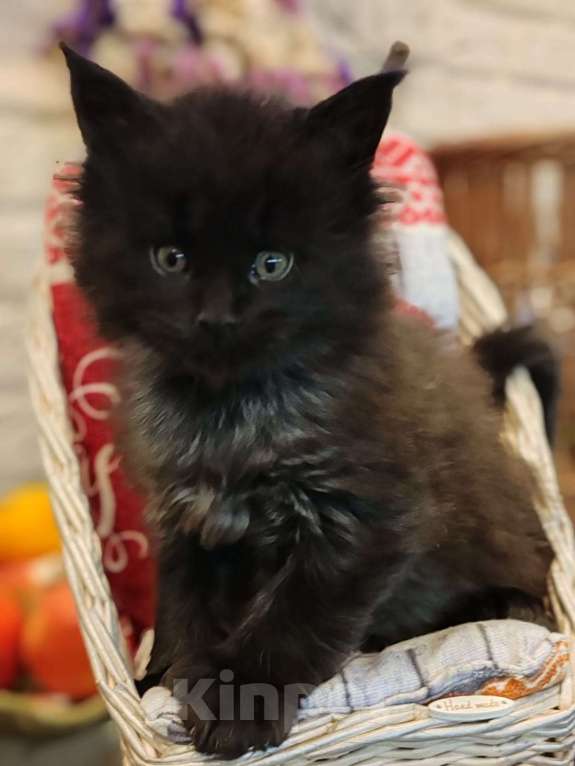 Кошки в Москве: Мейн-кун  черный дым Мальчик, 50 000 руб. - фото 3