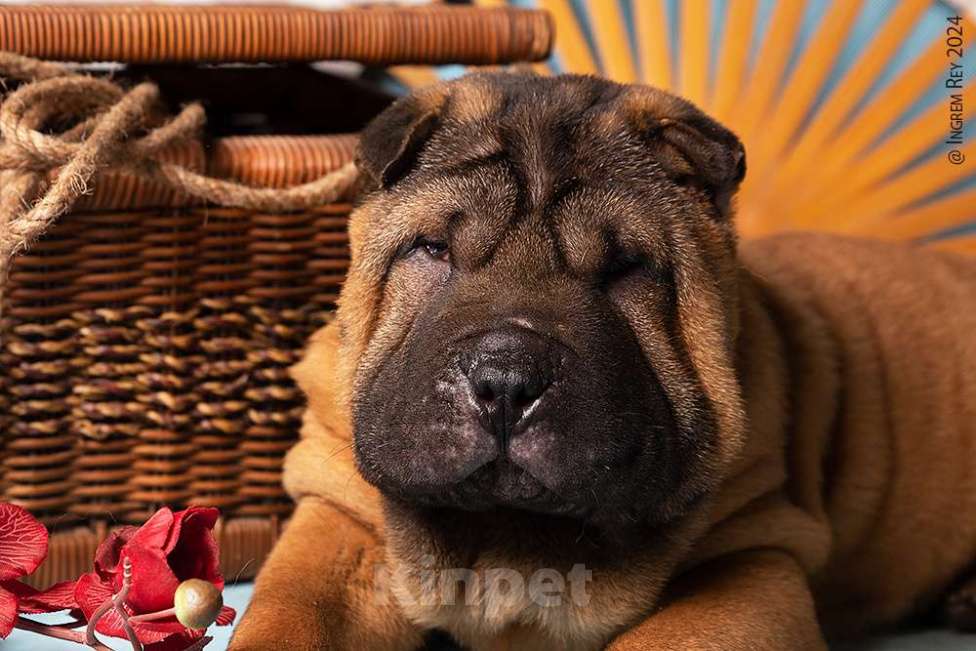 Собаки в Москве: Щенок шарпея Черномордин Мальчик, 25 000 руб. - фото 3