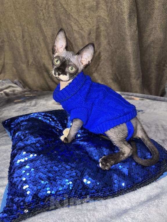 Кошки в других городах Московской области: Котёнок Сфинкс Мальчик, 18 000 руб. - фото 3