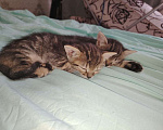 Кошки в Красногорске: Милые котята в добрые руки Девочка, Бесплатно - фото 2