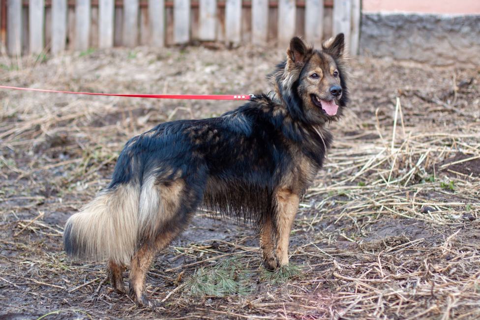 Собаки в Балашихе: Очаровательный метис овчарки Мирон ищет семью Мальчик, Бесплатно - фото 4