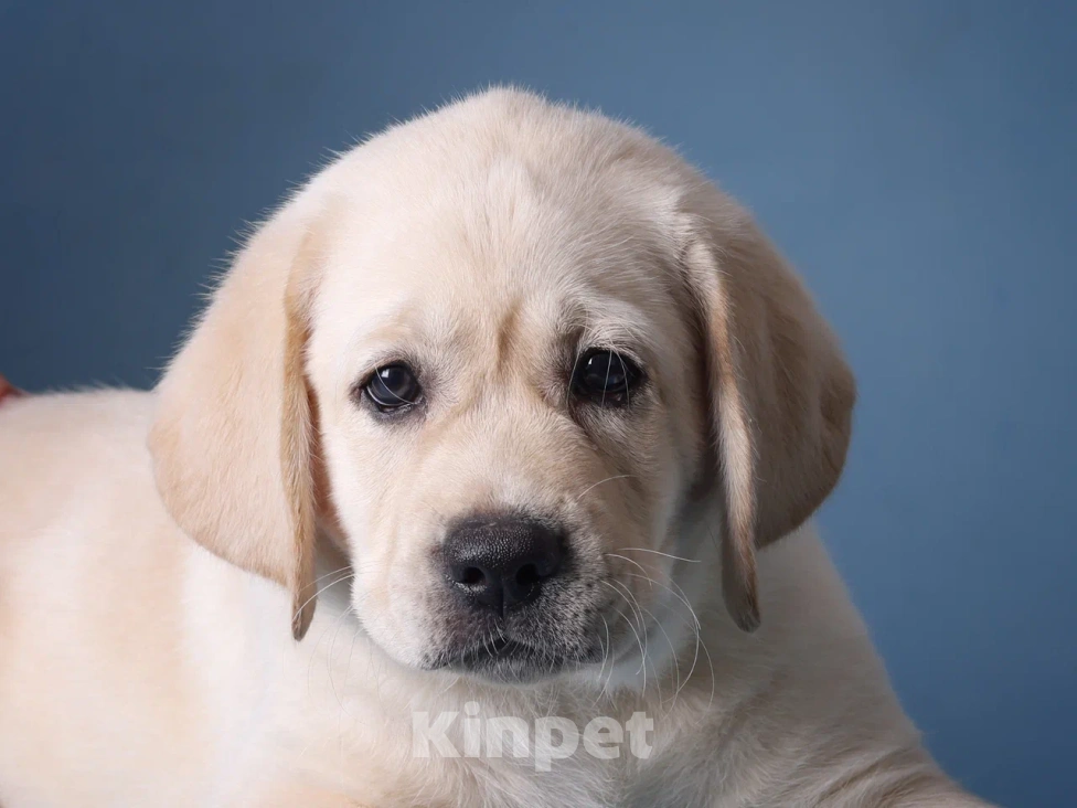 Собаки в других городах Ульяновской области: В поиске самых лучших родителей Девочка, 80 000 руб. - фото 1