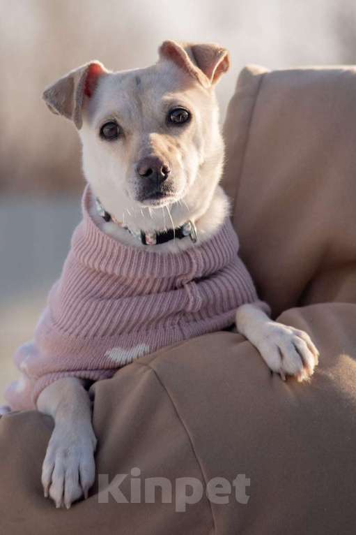 Собаки в Москве: Небольшая собачка Луна ищет дом! Девочка, Бесплатно - фото 5