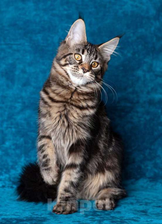 Кошки в Воронеже: Взрослая кошка мейн-кун  Девочка, Бесплатно - фото 3