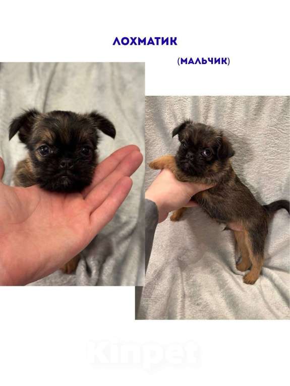 Собаки в Москве: Лохматик  Мальчик, 45 000 руб. - фото 1