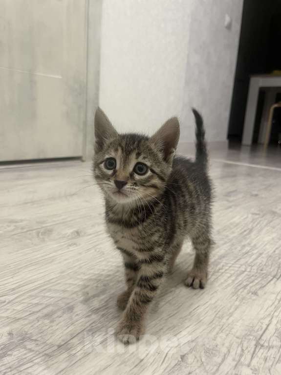 Кошки в Казани: Бенгальский котенок Девочка, 15 000 руб. - фото 4