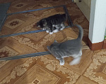 Кошки в Боровичах: Котик(девочка)  Девочка, Бесплатно - фото 1