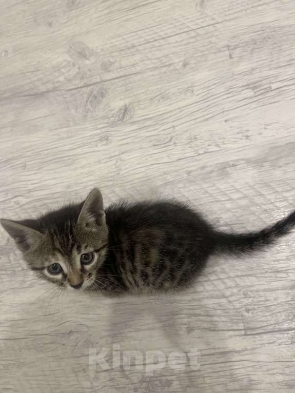 Кошки в Казани: Бенгальский котенок Девочка, 15 000 руб. - фото 3